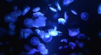 blue jellyfishes underwater 1579380346 200x110 - Blue Jellyfishes Underwater - Jellyfishes wallpapers 4k, Blue Jellyfishes Underwater 4k wallpapers