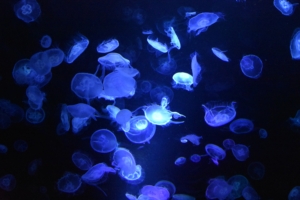 blue jellyfishes underwater 1579380346 300x200 - Blue Jellyfishes Underwater - Jellyfishes wallpapers 4k, Blue Jellyfishes Underwater 4k wallpapers
