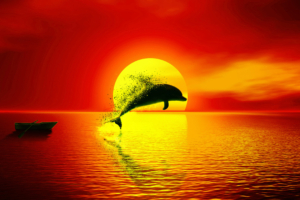 dolphin dispersion sunset 1580055355 300x200 - Dolphin Dispersion Sunset -