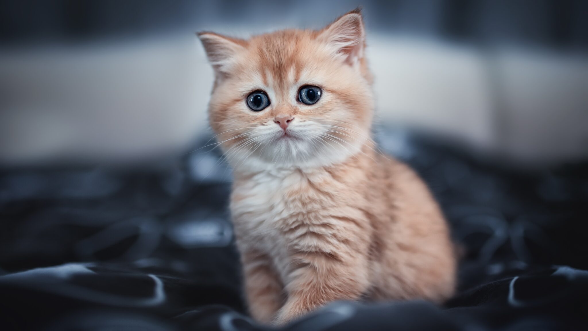 Cute Kitten 4k