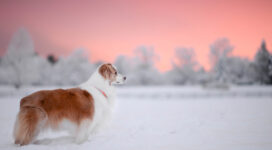 dog snow 4k 1602359159 272x150 - Dog Snow 4k - Dog Snow 4k wallpapers