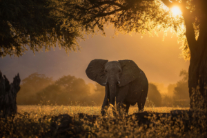elephant forest sunbeams morning 4k 1603014719 300x200 - Elephant Forest Sunbeams Morning 4k - Elephant Forest Sunbeams Morning 4k wallpapers