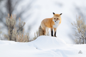 fox winter 4k 1603014864 300x200 - Fox Winter 4k - Fox Winter 4k wallpapers