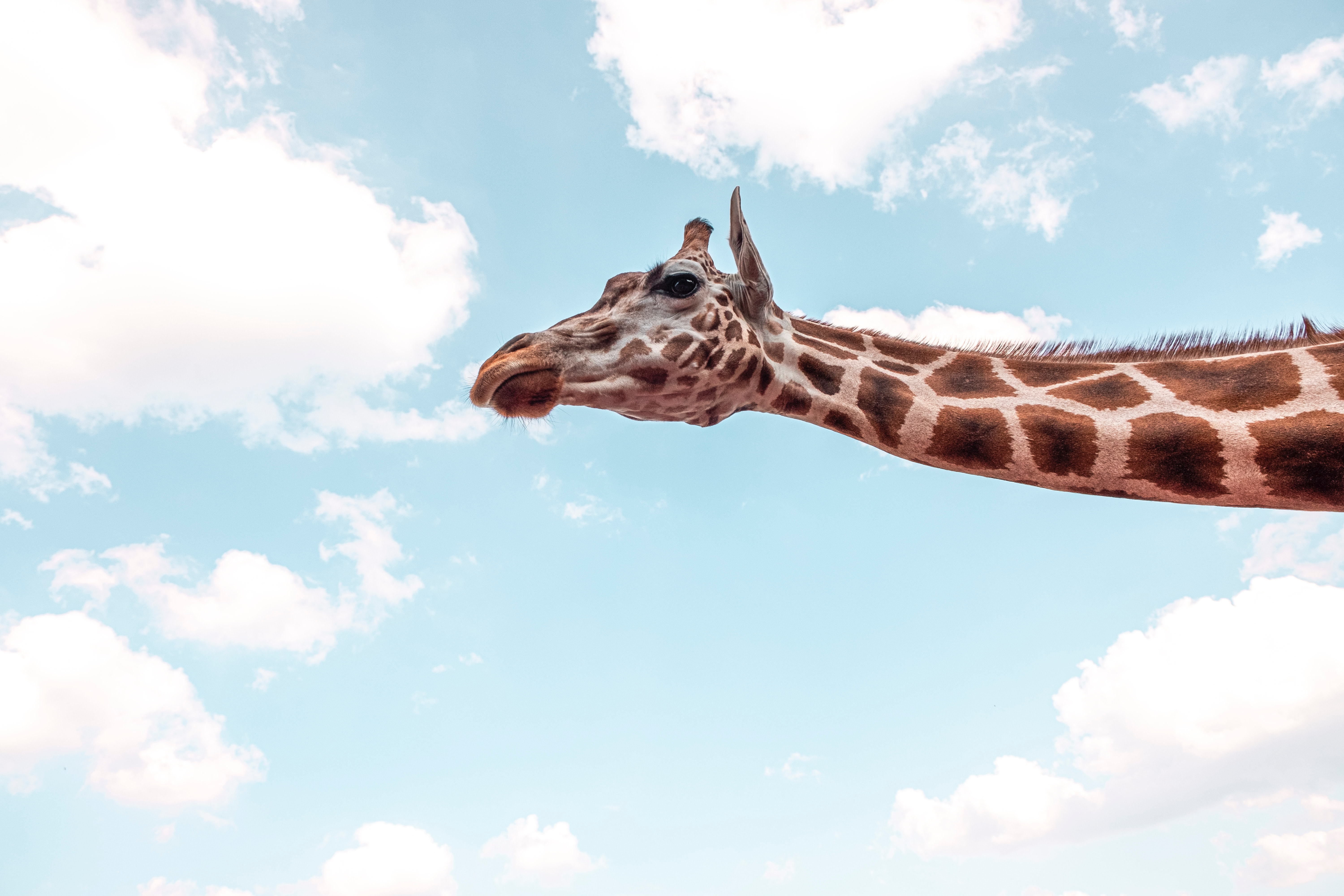 Giraffe Wallpaper APK for Android Download