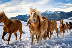 horses snow running 4k 1602359156 300x200 - Horses Snow Running 4k - Horses Snow Running 4k wallpapers