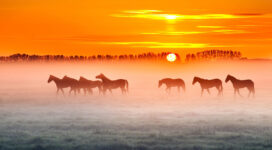horses sunset 4k 1602359198 272x150 - Horses Sunset 4k - Horses Sunset 4k wallpapers