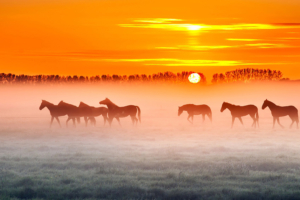 horses sunset 4k 1602359198 300x200 - Horses Sunset 4k - Horses Sunset 4k wallpapers