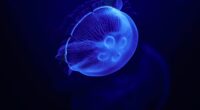 jellyfish blue 4k 1602359218 200x110 - Jellyfish Blue 4k - Jellyfish Blue 4k wallpapers