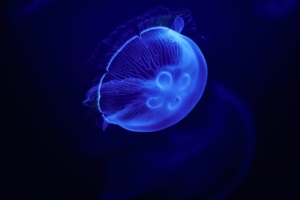 jellyfish blue 4k 1602359218 300x200 - Jellyfish Blue 4k - Jellyfish Blue 4k wallpapers
