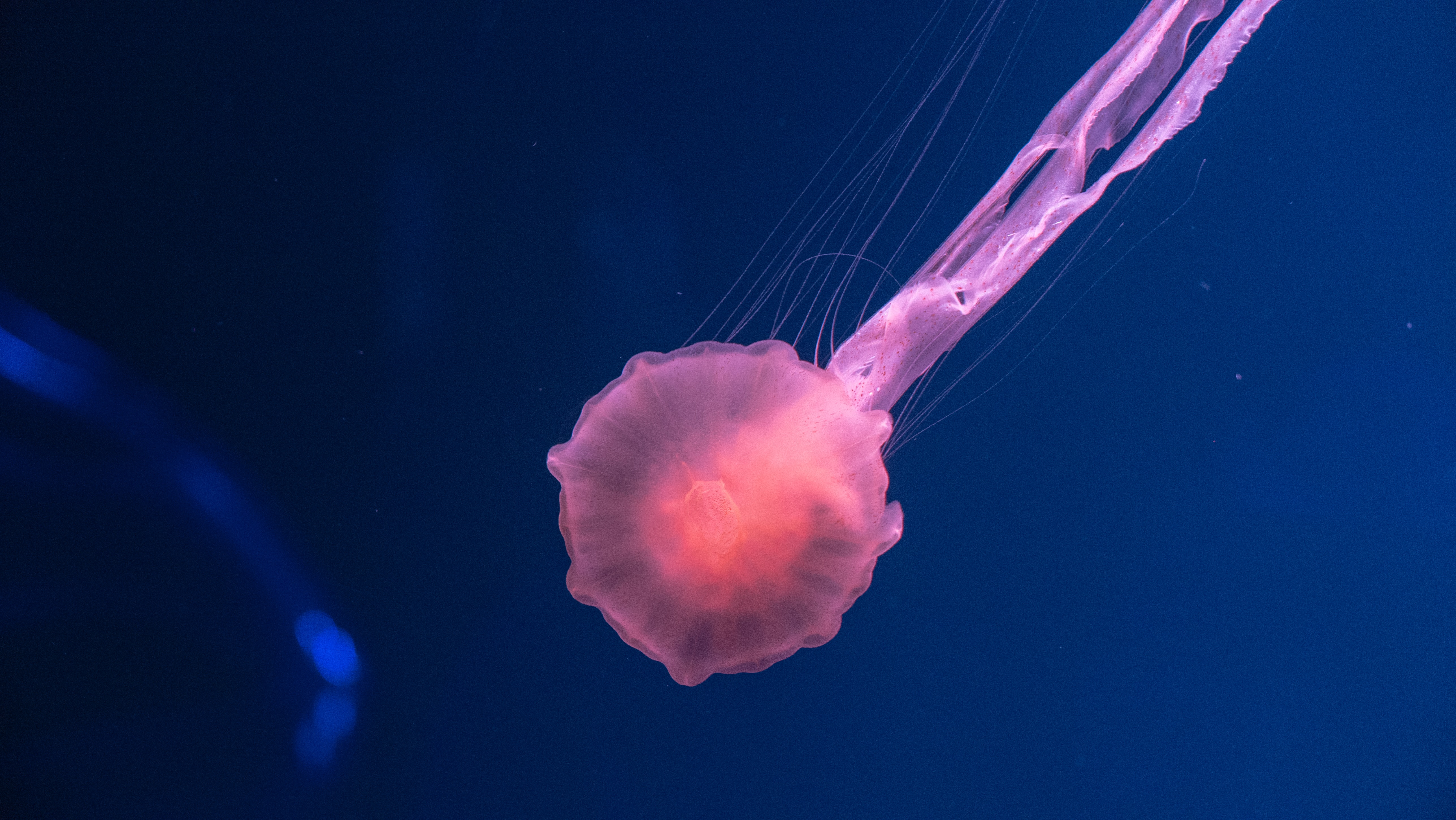 jellyfish underwater 4k 1602358828 - Jellyfish Underwater 4k - Jellyfish Underwater 4k wallpapers