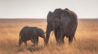 mother baby elephant 4k 1602359165 200x110 - Mother Baby Elephant 4k - Mother Baby Elephant 4k wallpapers