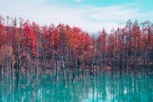 nature landscape trees forest fall water pond sky clouds 4k 1602501593 300x200 - Nature Landscape Trees Forest Fall Water Pond Sky Clouds 4k - Nature Landscape Trees Forest Fall Water Pond Sky Clouds 4k wallpapers