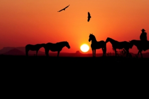 sunset horse silhouette 4k 1603014886 300x200 - Sunset Horse Silhouette 4k - Sunset Horse Silhouette 4k wallpapers