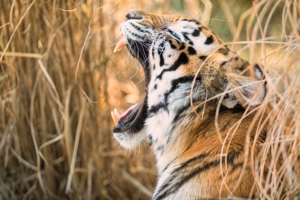tiger open mouth 4k 1603014805 300x200 - Tiger Open Mouth 4k - Tiger Open Mouth 4k wallpapers