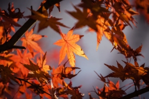 autumn leaves 4k 1606509505 300x200 - Autumn Leaves 4k - Autumn Leaves 4k wallpapers