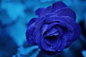 blue flower 4k 1606508765 300x200 - Blue Flower 4k - Blue Flower 4k wallpapers