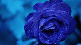 blue rose 4k 1606512620 272x150 - Blue Rose 4k - Blue Rose 4k wallpapers