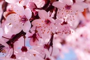 cherry bloosoms 4k 1606508449 300x200 - Cherry Bloosoms 4k - Cherry Bloosoms 4k wallpapers