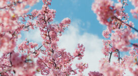 cherry blossom plant 4k 1606575168 272x150 - Cherry Blossom Plant 4k - Cherry Blossom Plant 4k wallpapers