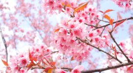 cherry blossom tree branches 4k 1606577835 272x150 - Cherry Blossom Tree Branches 4k - Cherry Blossom Tree Branches 4k wallpapers
