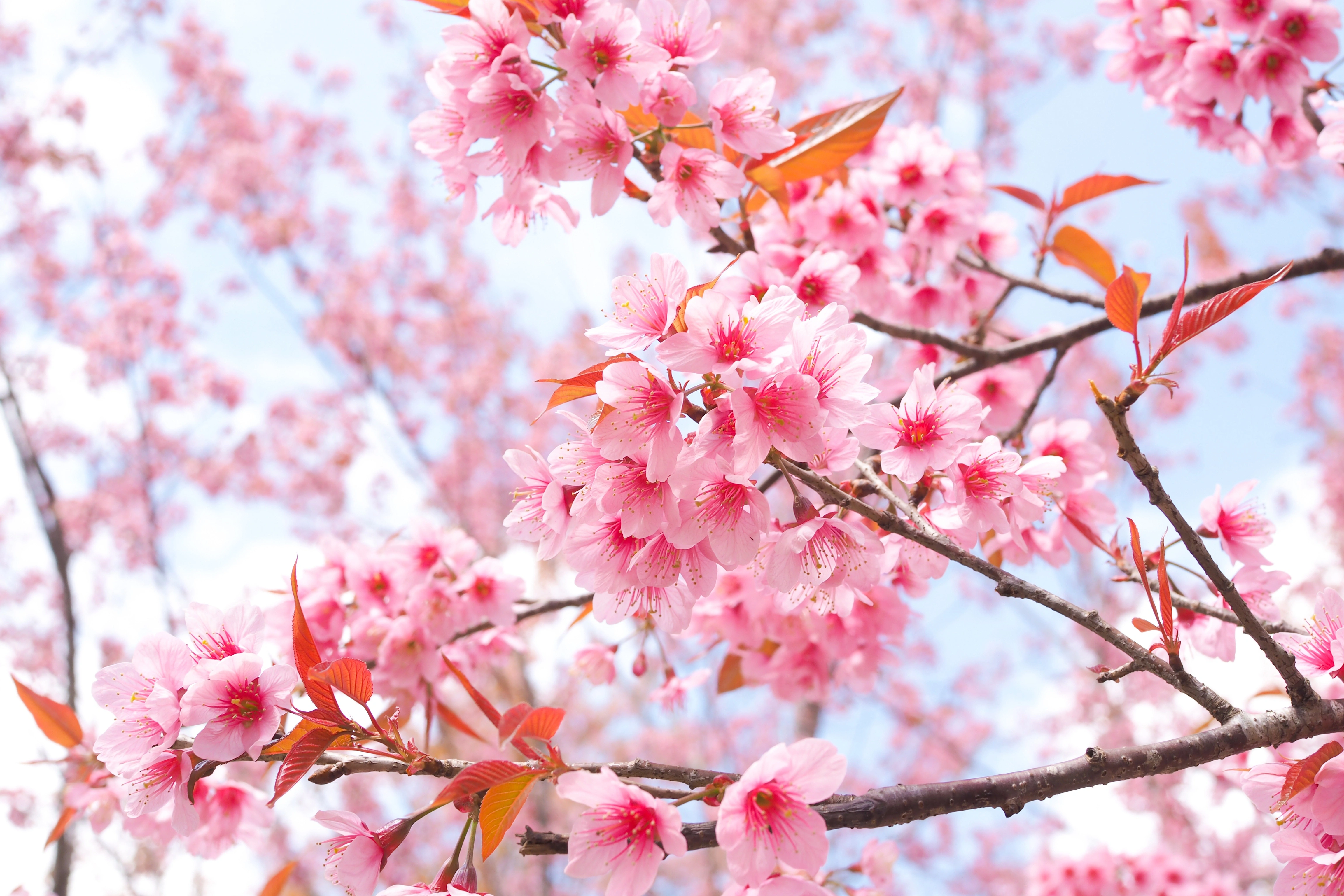 cherry blossom tree branches 4k 1606577835 - Cherry Blossom Tree Branches 4k - Cherry Blossom Tree Branches 4k wallpapers
