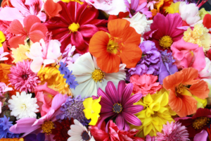 colorful hd flowers 4k 1606508437 300x200 - Colorful HD Flowers 4k - Colorful HD Flowers 4k wallpapers