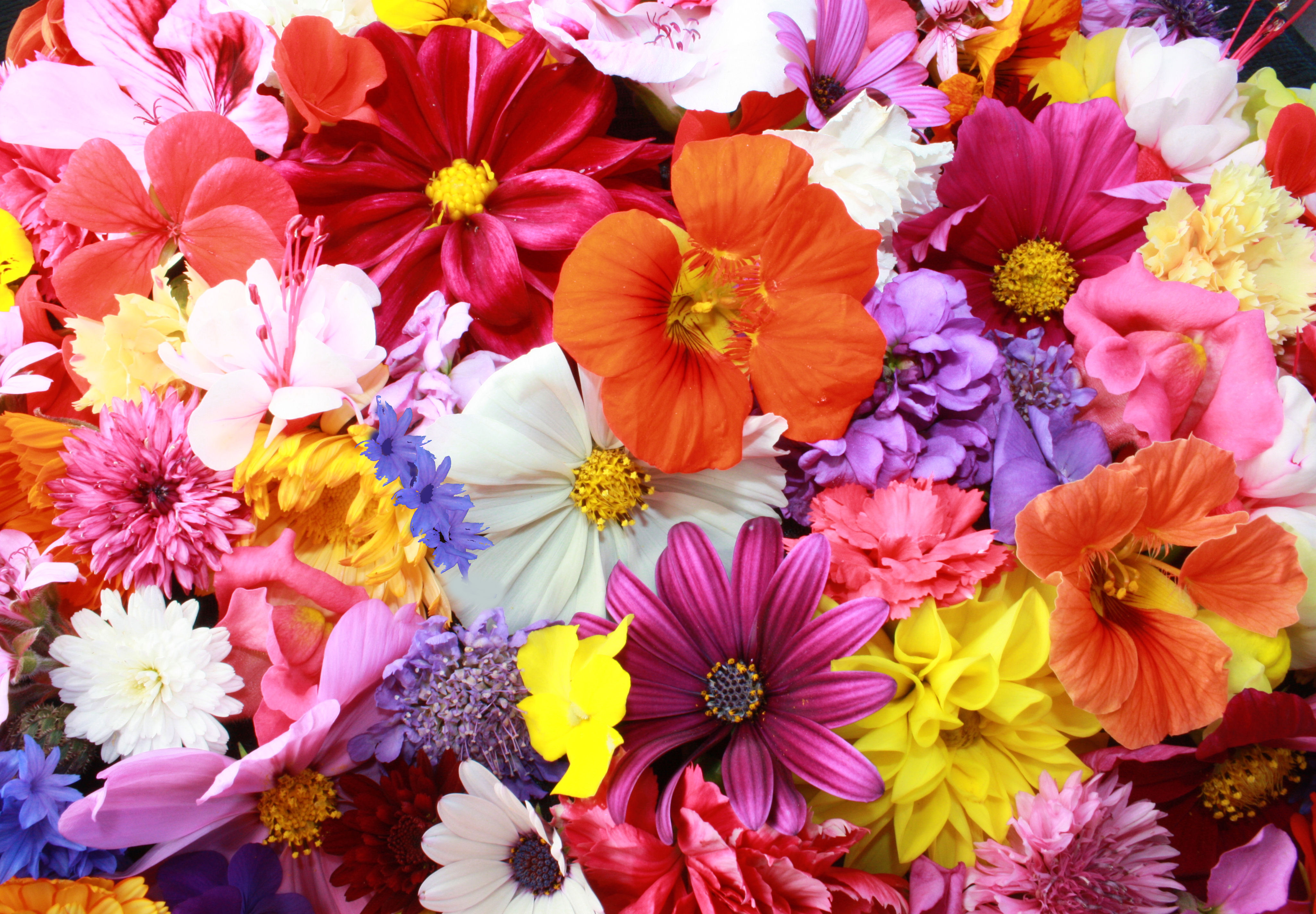 colorful hd flowers 4k 1606508437 - Colorful HD Flowers 4k - Colorful HD Flowers 4k wallpapers