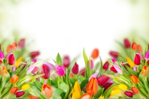 colorful tulips 4k 1606508938 300x200 - Colorful Tulips 4k - Colorful Tulips 4k wallpapers