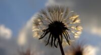 dandelion plant 4k 1606510414 200x110 - Dandelion Plant 4k - Dandelion Plant 4k wallpapers