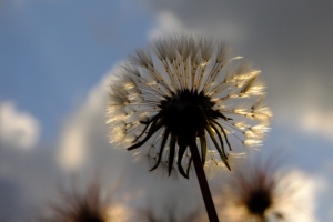 dandelion plant 4k 1606510414 300x200 - Dandelion Plant 4k - Dandelion Plant 4k wallpapers