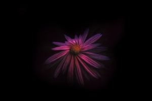 flower dark background 4k 1606510414 300x200 - Flower Dark Background 4k - Flower Dark Background 4k wallpapers
