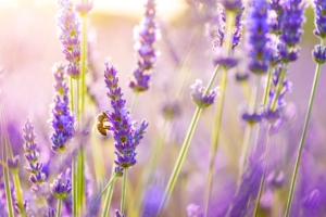 flowers lavender 4k 1606508455 300x200 - Flowers Lavender 4k - Flowers Lavender 4k wallpapers