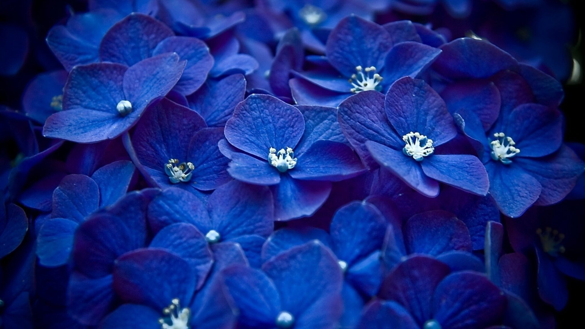 Hydrangea Blue Flower 4k