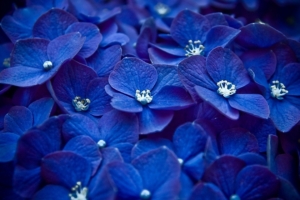 hydrangea blue flower 4k 1606508453 300x200 - Hydrangea Blue Flower 4k - Hydrangea Blue Flower 4k wallpapers