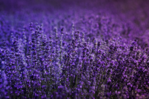 lavender field 4k 1606574950 300x200 - Lavender Field 4k - Lavender Field 4k wallpapers