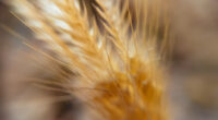 macro wheat 4k 1606575168 200x110 - Macro Wheat 4k - Macro Wheat 4k wallpapers