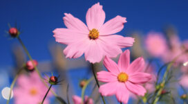 pink cosmos flower 4k 1606508861 272x150 - Pink Cosmos Flower 4k - Pink Cosmos Flower 4k wallpapers