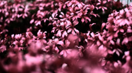 pink flowers ultra hd blur 4k 1606512510 272x150 - Pink Flowers Ultra Hd Blur 4k - Pink Flowers Ultra Hd Blur 4k wallpapers