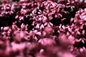 pink flowers ultra hd blur 4k 1606512510 300x200 - Pink Flowers Ultra Hd Blur 4k - Pink Flowers Ultra Hd Blur 4k wallpapers