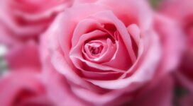 pink rose hd 4k 1606508765 272x150 - Pink Rose HD 4k - Pink Rose HD 4k wallpapers