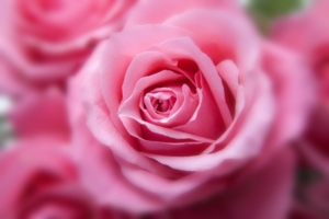 pink rose hd 4k 1606508765 300x200 - Pink Rose HD 4k - Pink Rose HD 4k wallpapers
