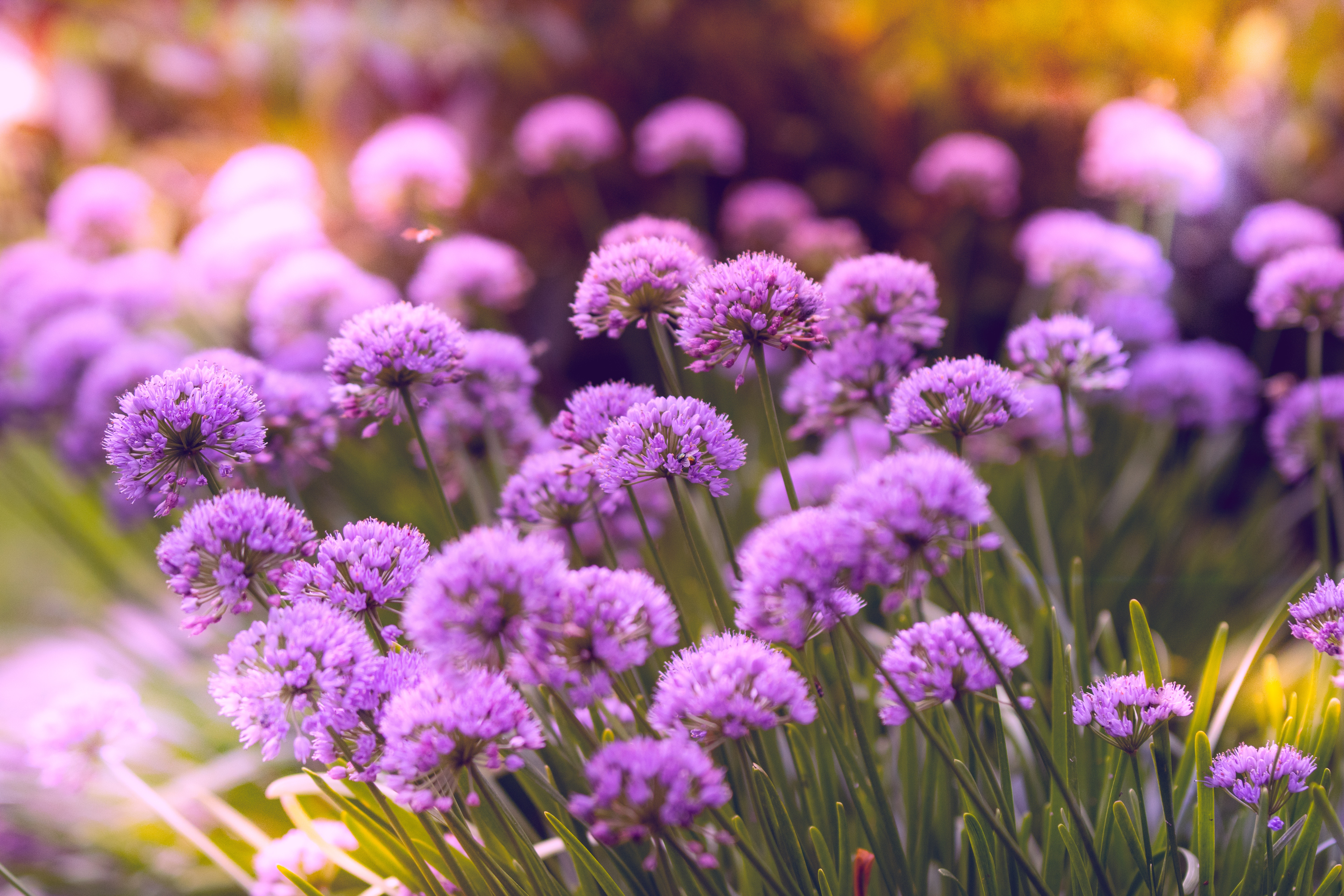 Wallpaper 4k Purple Flowers 4k Wallpaper