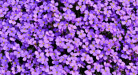 purple flowers background 5k 1606577835 200x110 - Purple Flowers Background 5k - Purple Flowers Background 5k wallpapers