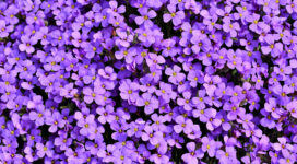 purple flowers background 5k 1606577835 272x150 - Purple Flowers Background 5k - Purple Flowers Background 5k wallpapers