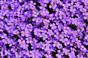 purple flowers background 5k 1606577835 300x200 - Purple Flowers Background 5k - Purple Flowers Background 5k wallpapers