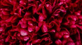 red roses 4k 1606577681 272x150 - Red Roses 4k - Red Roses 4k wallpapers