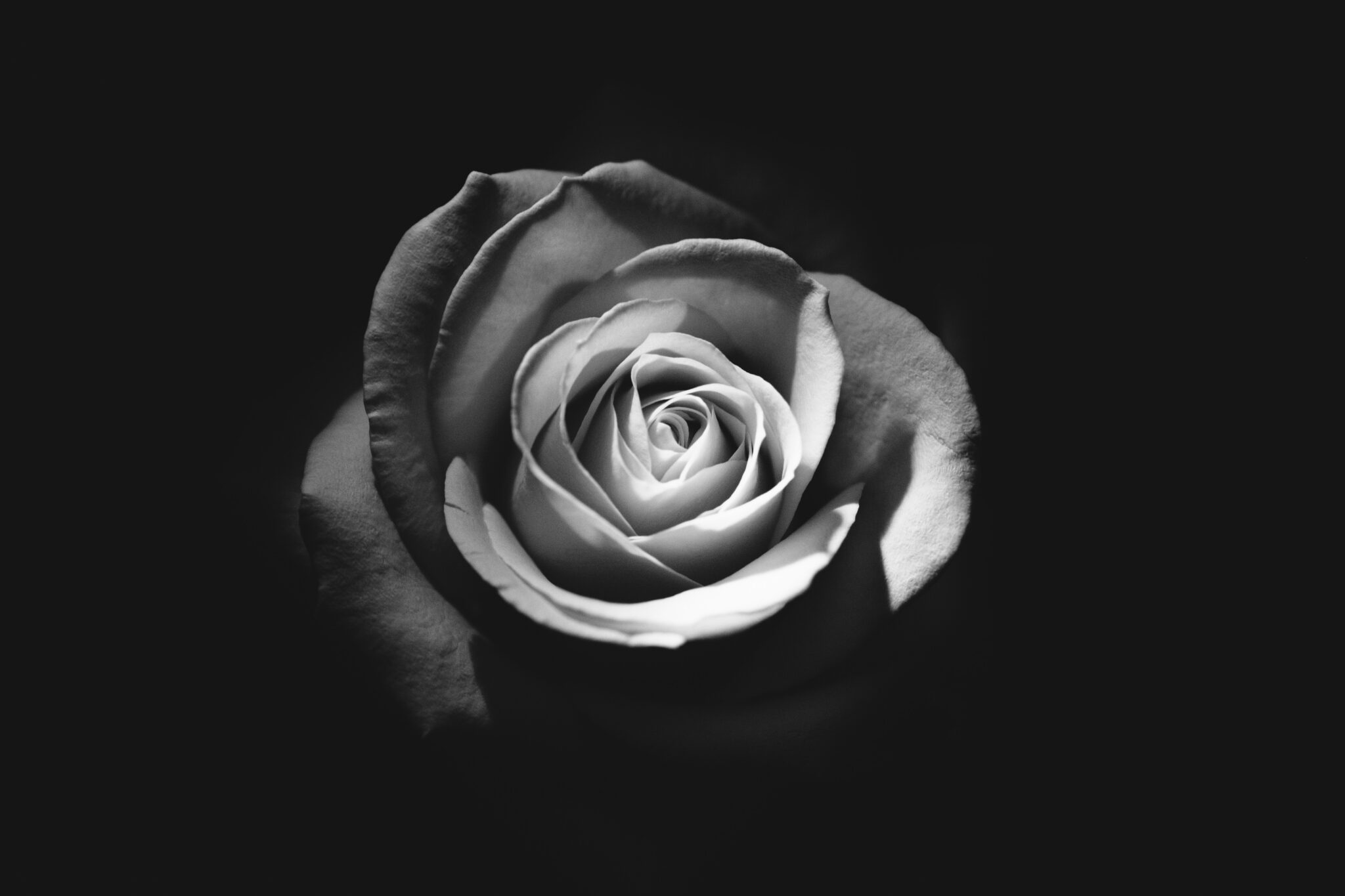 Rose Dark 4k