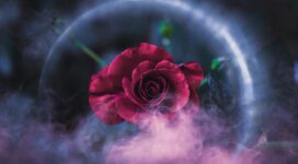 rose dreamy 4k 1606513640 272x150 - Rose Dreamy 4k - Rose Dreamy 4k wallpapers