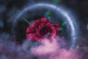 rose dreamy 4k 1606513640 300x200 - Rose Dreamy 4k - Rose Dreamy 4k wallpapers