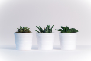 small plants in white pots 4k 1606510526 300x200 - Small Plants In White Pots 4k - Small Plants In White Pots 4k wallpapers